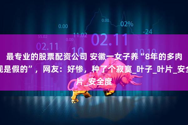 最专业的股票配资公司 安徽一女子养“8年的多肉发现是假的”，网友：好惨，种了个寂寞_叶子_叶片_安全度
